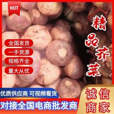 淮阳苤辣芥菜洋大头菜，大量上市，专业代办供货酱菜厂
