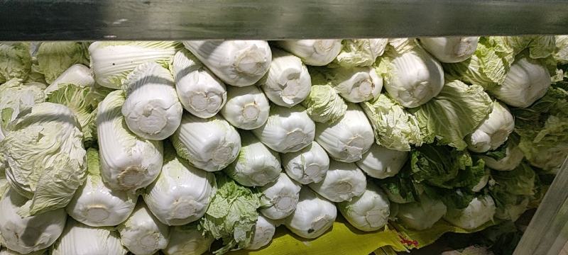 陕北大白菜