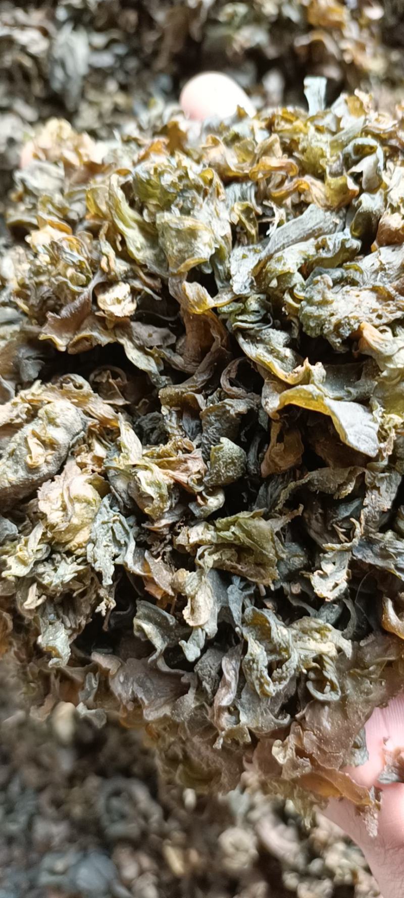 宁夏野生菌，俗称地软子，肉皮厚，口感很好