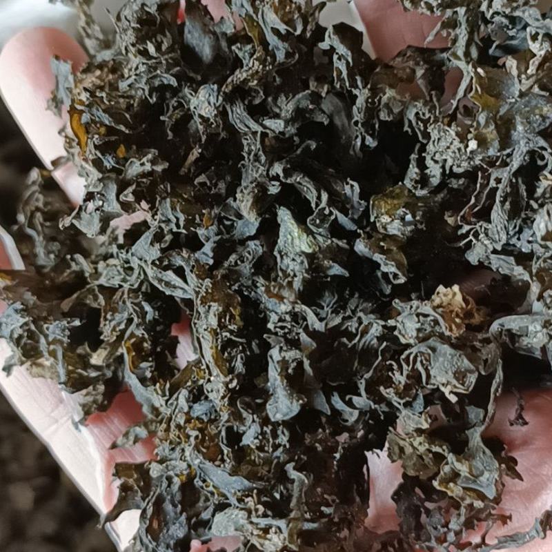 宁夏野生菌，俗称地软子，肉皮厚，口感很好