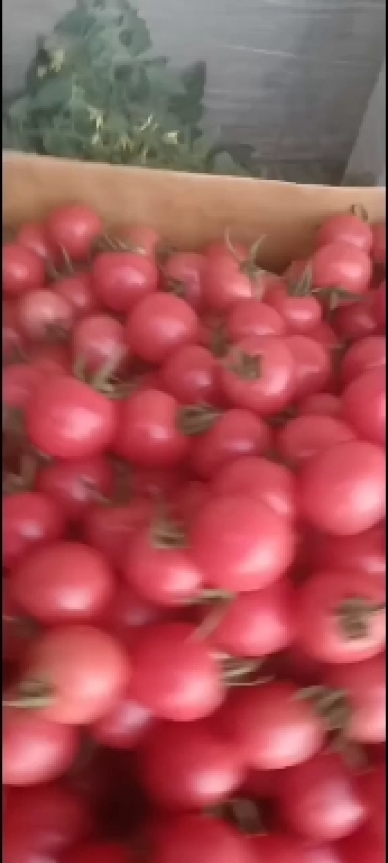 圣女果贝贝粉珍珠