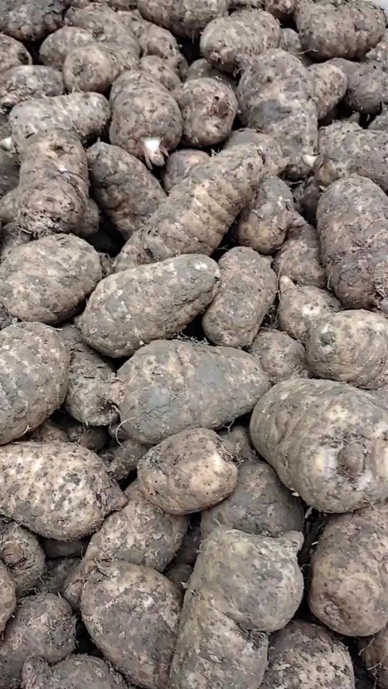 正宗昭通小草坝天麻一件发，礼盒装，一件代发