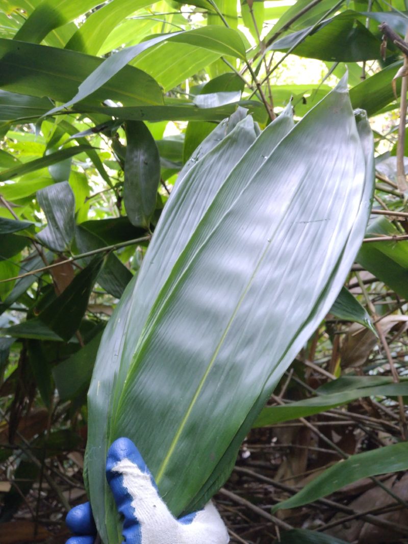 中药材