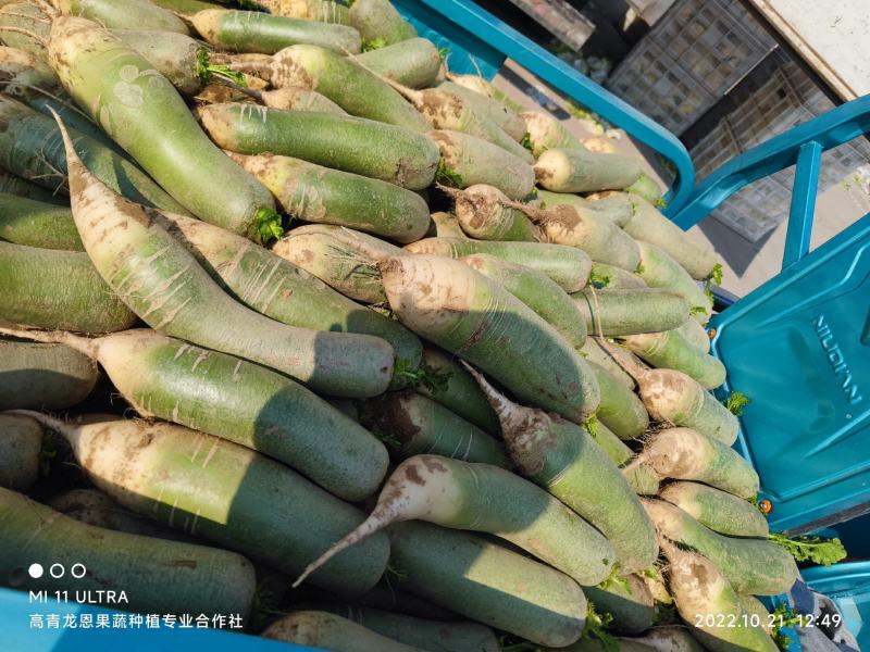 潍县青萝卜-青萝卜-水果萝卜-0.8-3斤-山东淄博高青