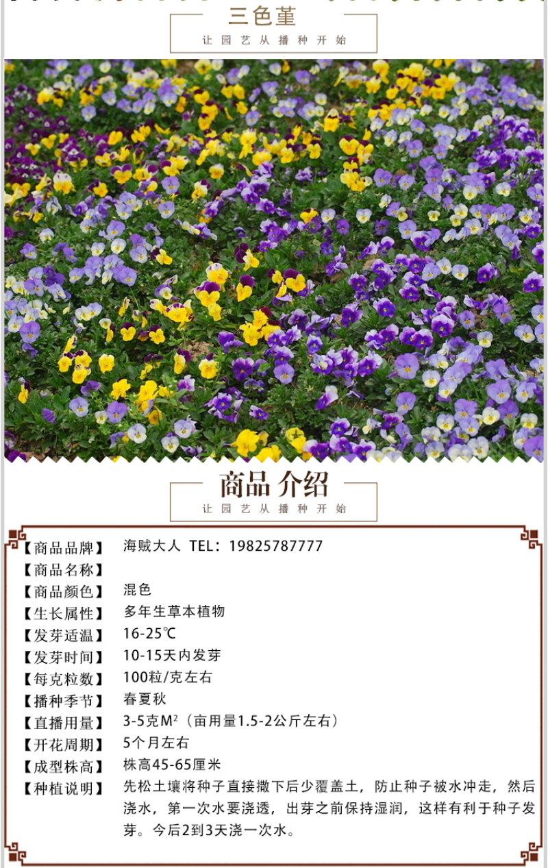 三色堇种子角堇花混色大花盆栽矮生花卉种子四季猫儿脸蝴花