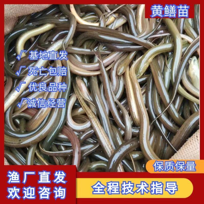 黄鳝苗，专业从事黄鳝养殖多年，技术专业，基地批发价，