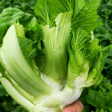 精品大心儿菜