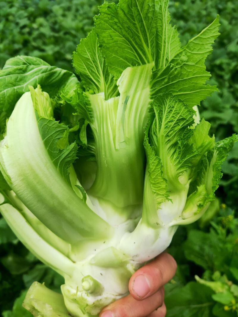 精品大心儿菜