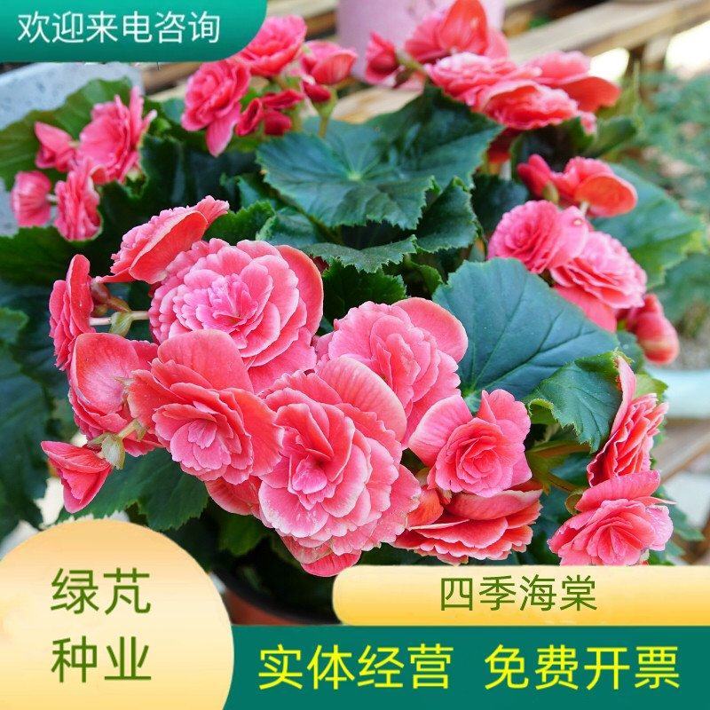 四季海棠花种子家庭阳台盆栽易种花籽四季播种秋播海棠花籽