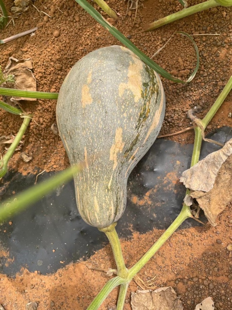 香芋南瓜，粉香浓。规格在2斤以上，目前行情还行