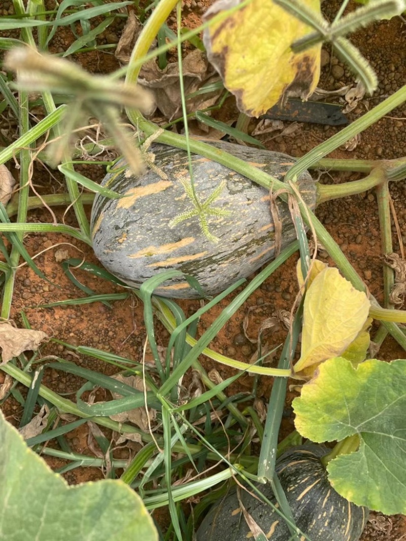 香芋南瓜，粉香浓。规格在2斤以上，目前行情还行