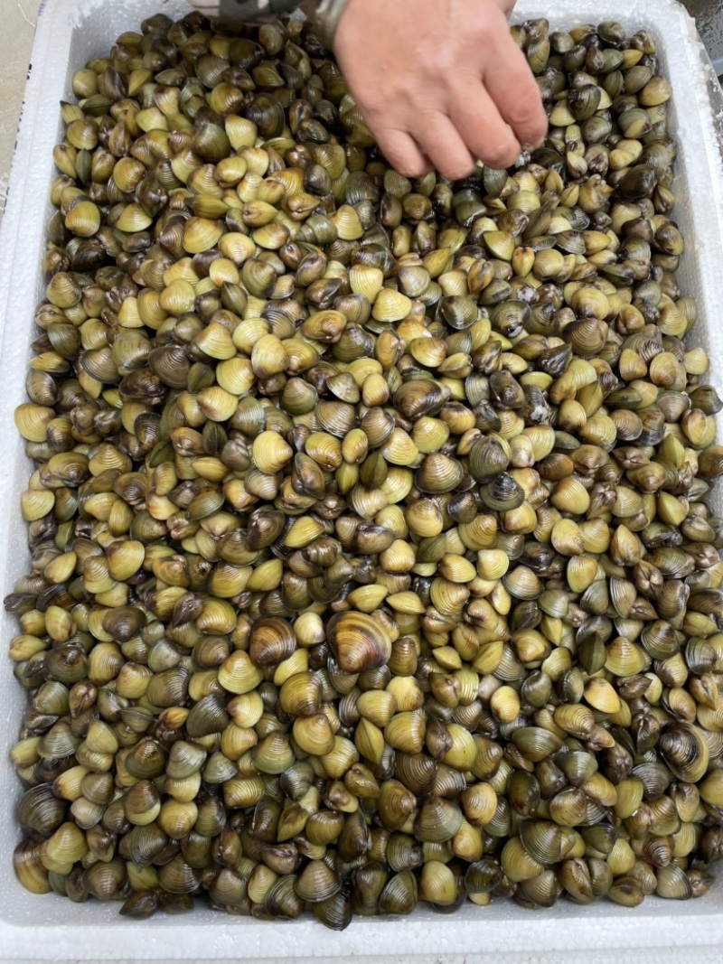 湖北仙桃河蚬蚬子黄沙蚬大量供应质量保证欢迎采购