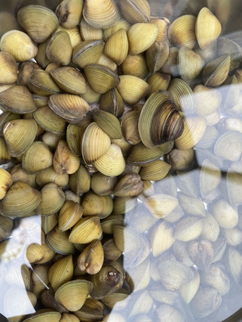湖北仙桃河蚬蚬子黄沙蚬大量供应质量保证欢迎采购