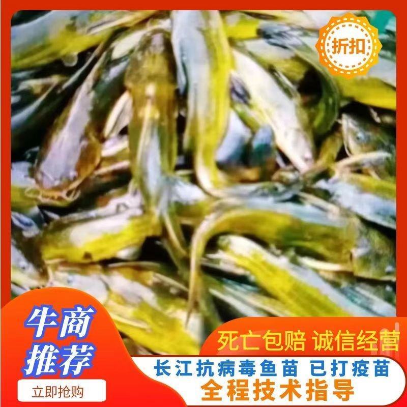 黄骨鱼苗，黄辣丁鱼苗，基地批发，技术免费指导，送鱼到塘