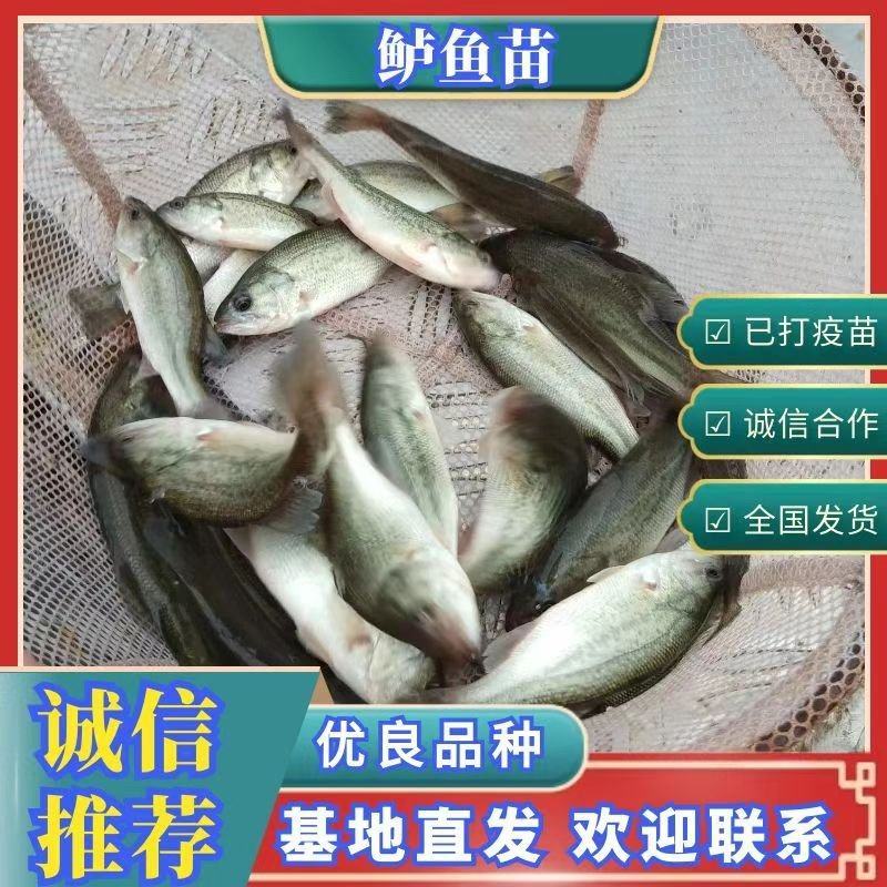 鲈鱼苗，优质加州鲈鱼，抗病力强，生长速度快，