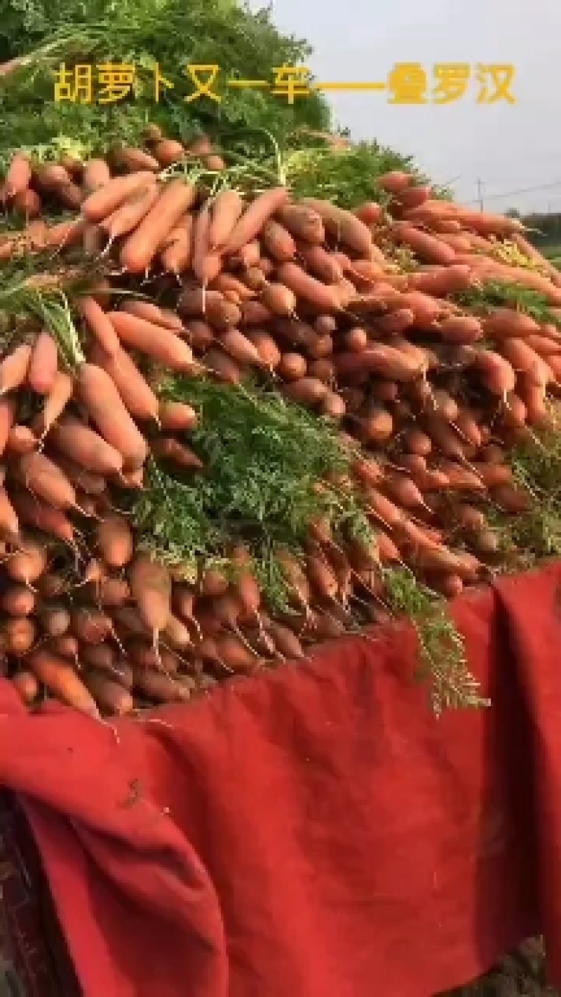 河南周口胡萝卜-小燕顶胡萝卜新鲜胡萝卜产地直发大量供货