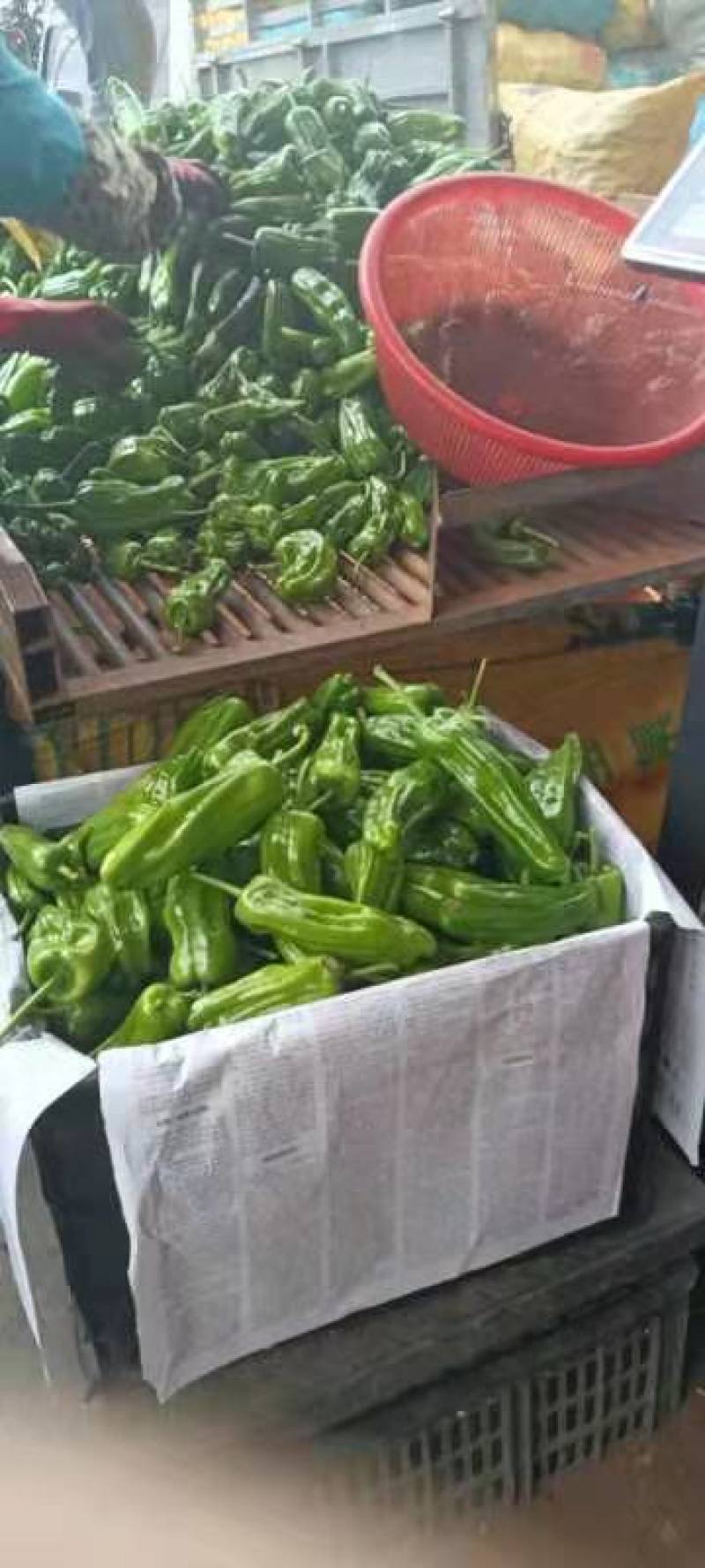 湛江精品辣椒，产地直发，保质保量，欢迎老板选购