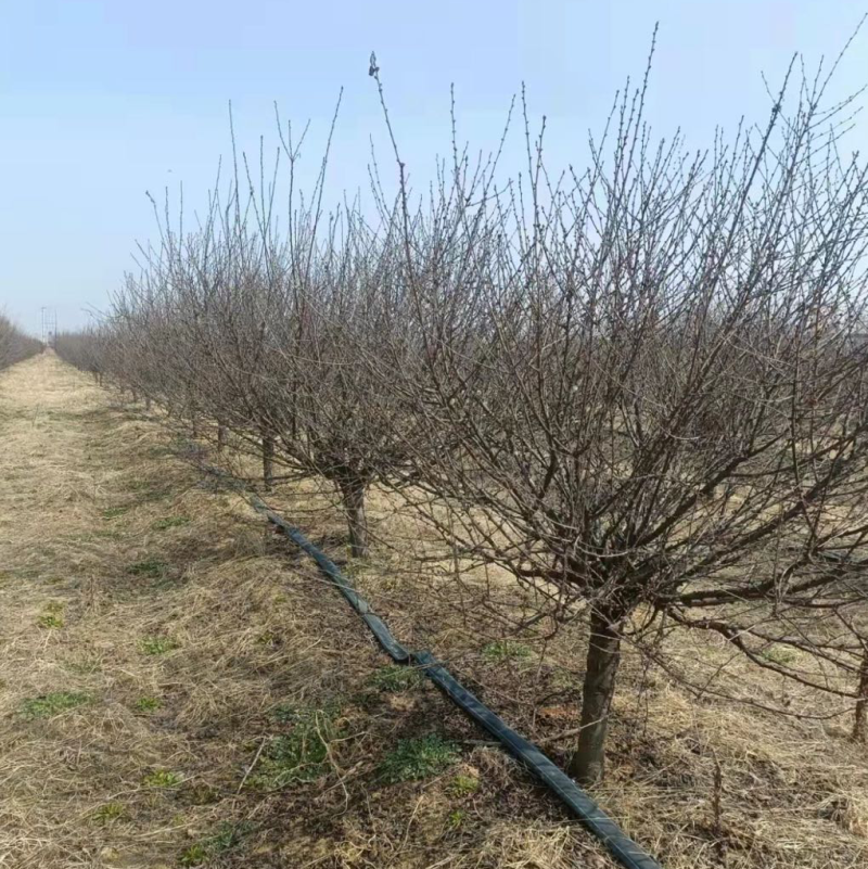 6公分一级榆叶梅65装车货源潍坊
