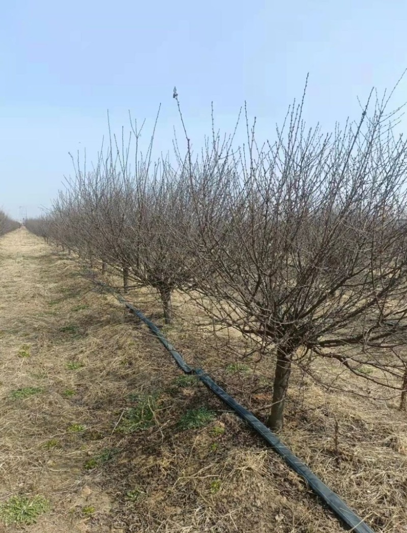 6公分一级榆叶梅65装车货源潍坊