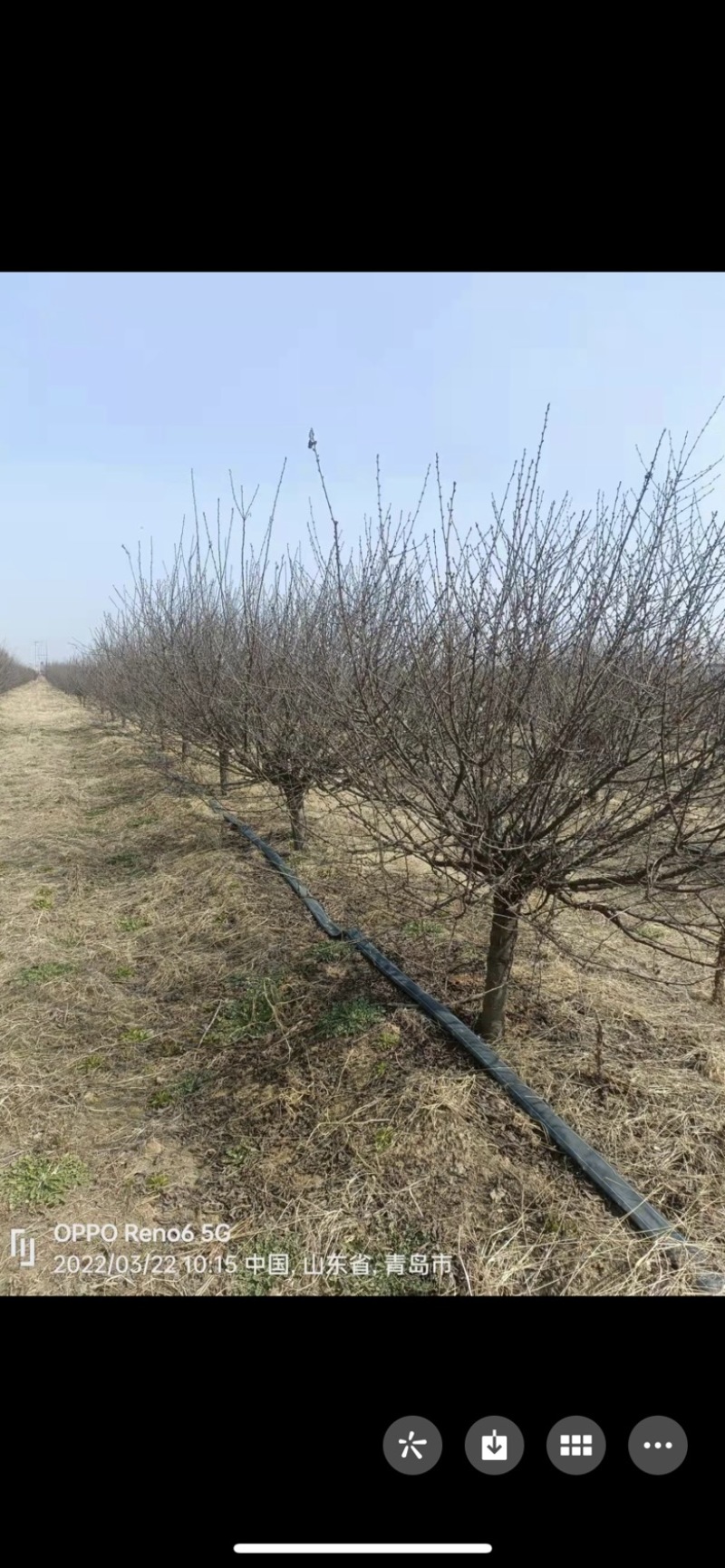6公分一级榆叶梅65装车货源潍坊
