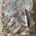 山根鱼小黄鱼沙里爬沙了滚山坑鱼