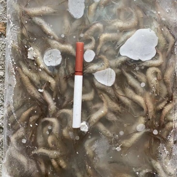 草虾青虾速冻物美价廉