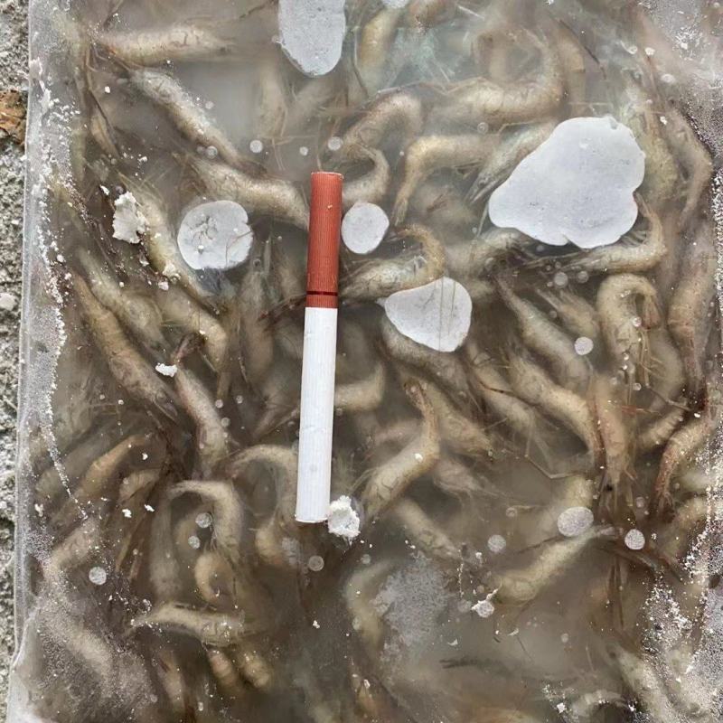 草虾青虾速冻物美价廉