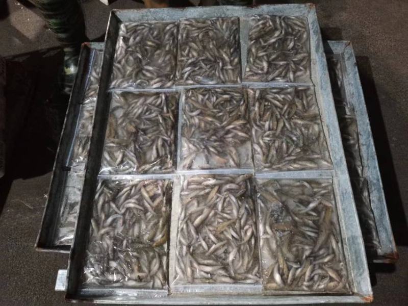草虾青虾速冻物美价廉
