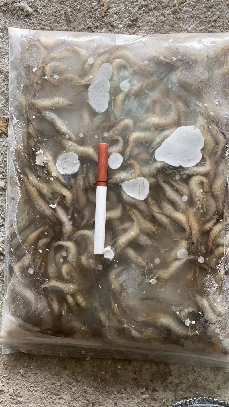 草虾青虾速冻物美价廉