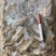 草虾青虾速冻物美价廉