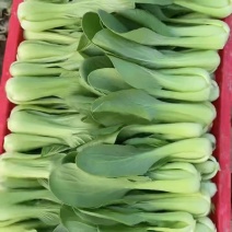 基地常年大量供应上海青，毛白菜，质优价廉