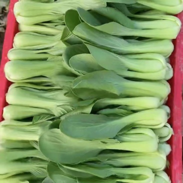 基地常年大量供应上海青，毛白菜，质优价廉