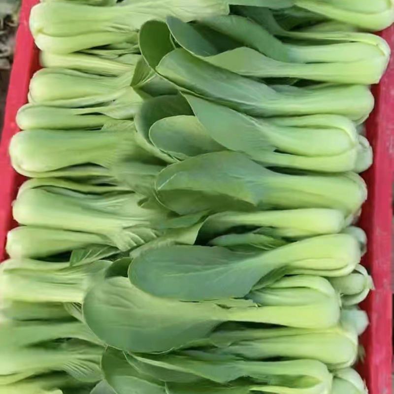 基地常年大量供应上海青，毛白菜，质优价廉