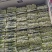 基地常年大量供应上海青，毛白菜，质优价廉