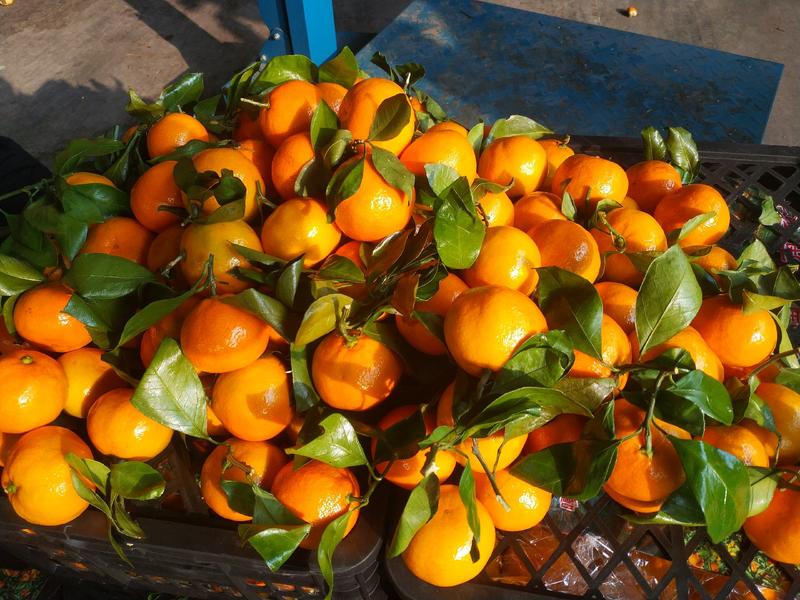 湖南东江湖蜜橘，各种规格，供应大型超市市场电商