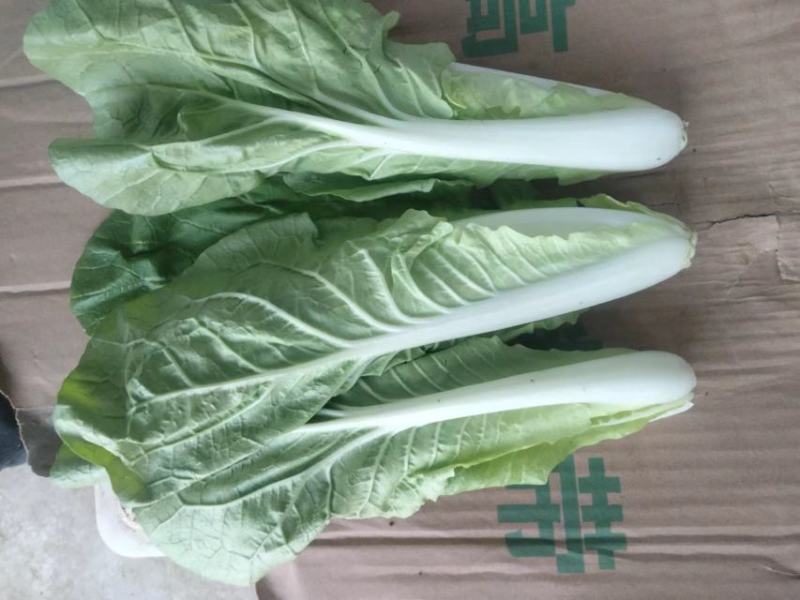 基地常年大量供应上海青，毛白菜，质优价廉