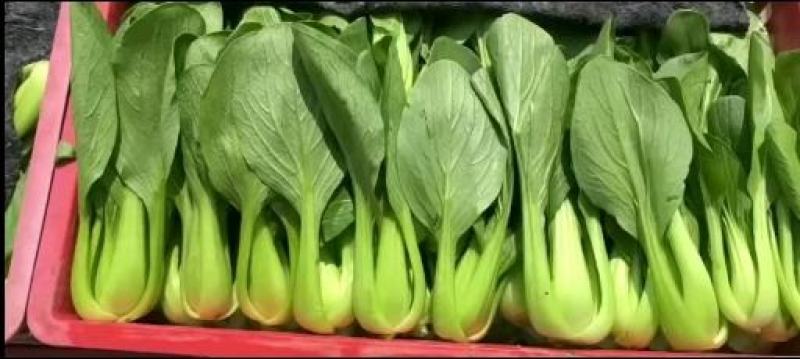基地常年大量供应上海青，毛白菜，质优价廉