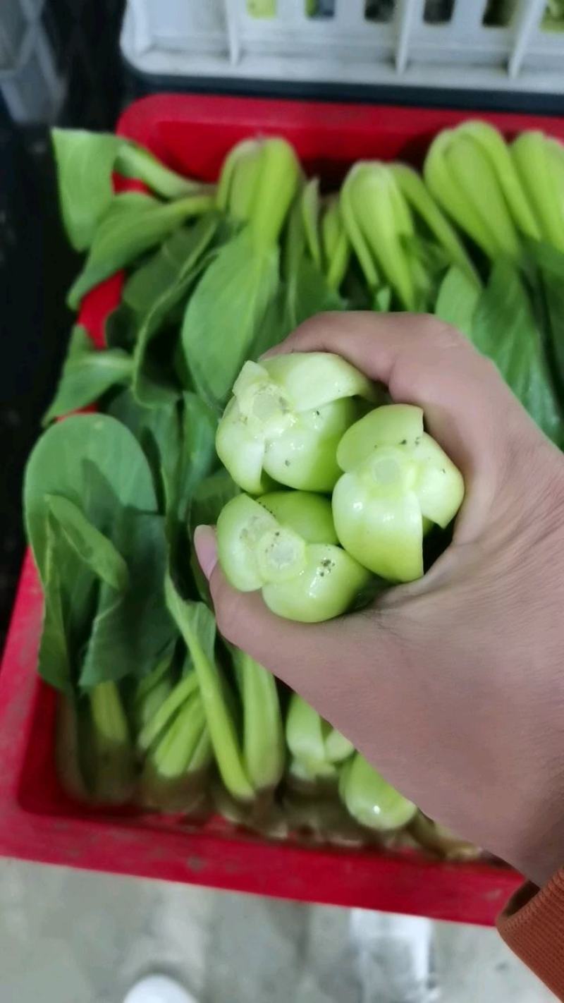基地常年大量供应上海青，毛白菜，质优价廉