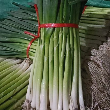 红根蒜苗，精品水洗蒜苗大量供应中，一条龙服务让你赚钱更轻