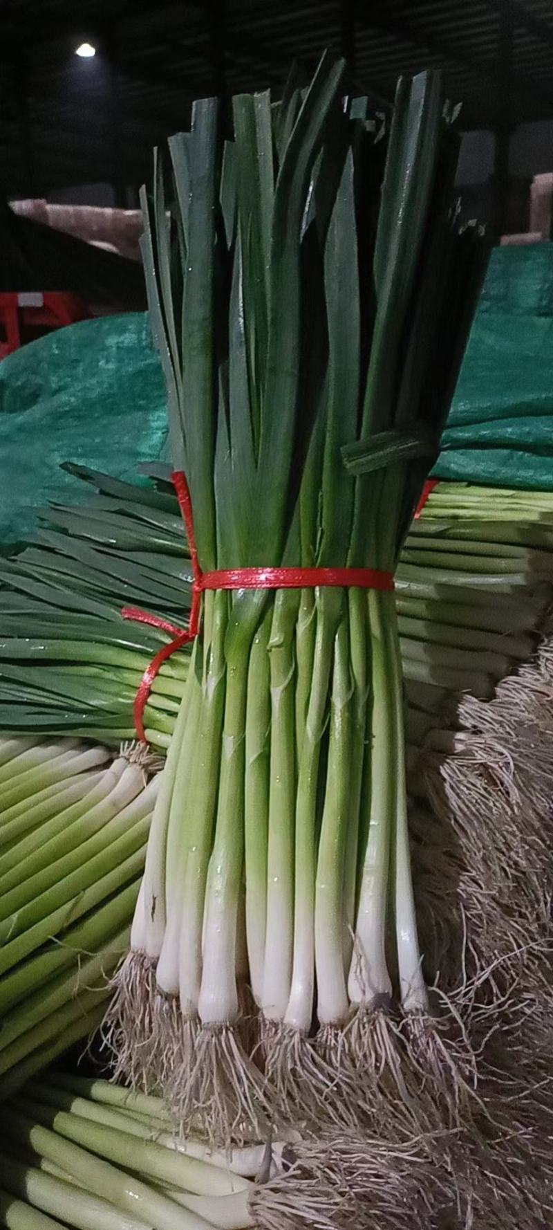 红根蒜苗，精品水洗蒜苗大量供应中，一条龙服务让你赚钱更轻