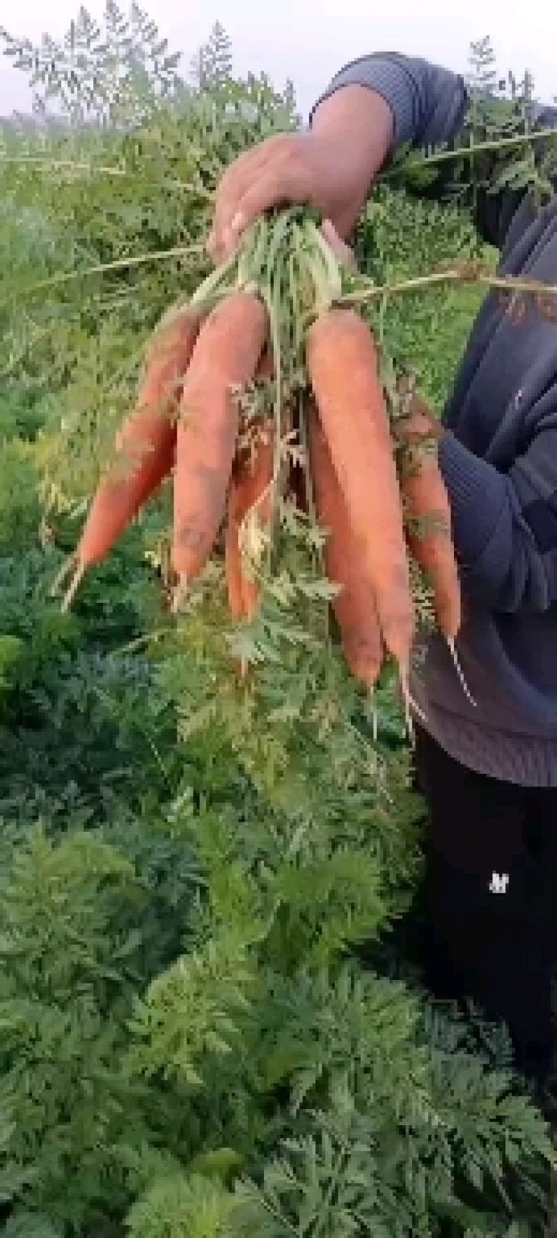胡萝卜