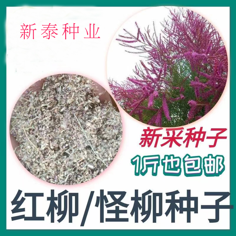 红柳种子怪柳种子盐碱地种子柽柳柳阴柳种子多枝怪柳红柳种