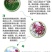 红柳种子怪柳种子盐碱地种子柽柳柳阴柳种子多枝怪柳红柳种