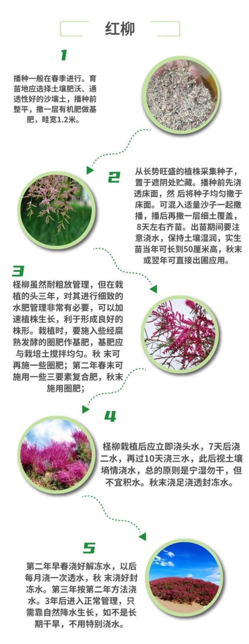 红柳种子怪柳种子盐碱地种子柽柳柳阴柳种子多枝怪柳红柳种