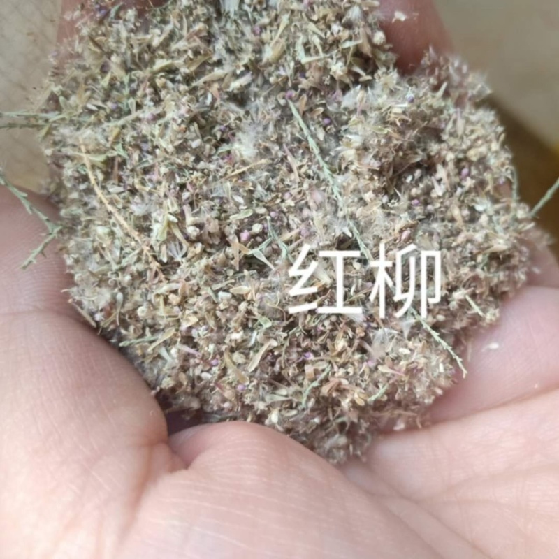 红柳种子怪柳种子盐碱地种子柽柳柳阴柳种子多枝怪柳红柳种