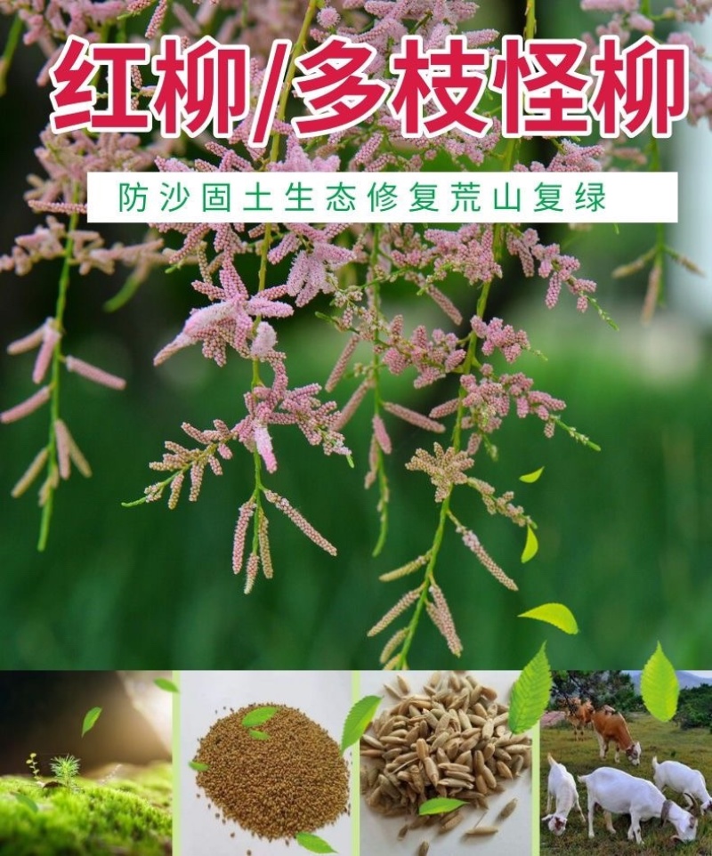 红柳种子怪柳种子盐碱地种子柽柳柳阴柳种子多枝怪柳红柳种