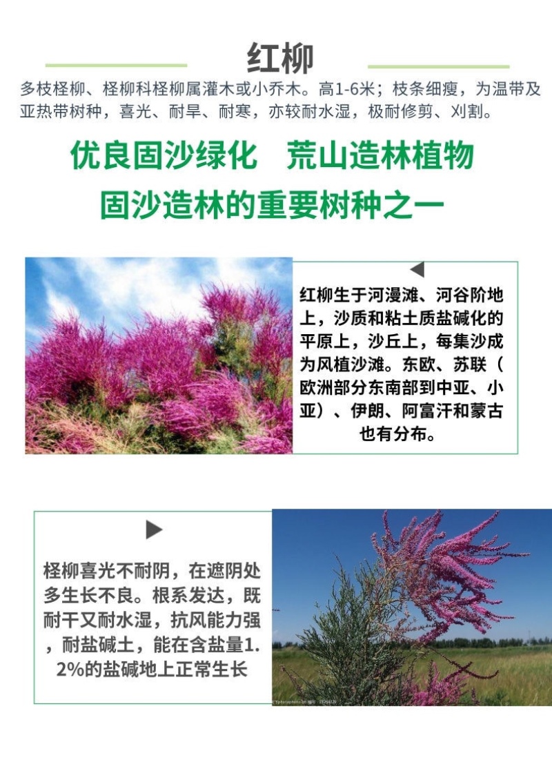 红柳种子怪柳种子盐碱地种子柽柳柳阴柳种子多枝怪柳红柳种