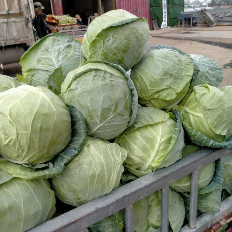 新野甘蓝大量上市量大从优，可视频看货，欢迎老板咨询