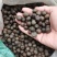 鸠坑春茶种子，龙井茶种子鄂茶种子浙农117茶叶种子乌牛早