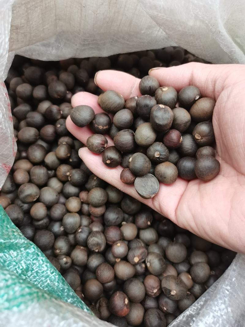 鸠坑春茶种子，龙井茶种子鄂茶种子浙农117茶叶种子乌牛早
